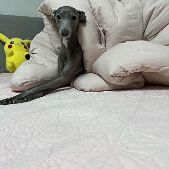 https://www.yesbedding.co.kr/data/editor/2210/thumb-535c4531ca83488ccd8f38fec51f3495_1665370781_1766_330x330.jpg
