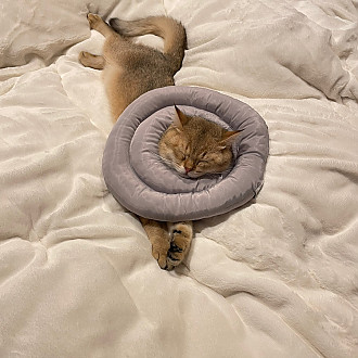 https://www.yesbedding.co.kr/data/editor/2211/thumb-0741060d93d04b56cd067d0be2f2944e_1668130876_1826_330x330.jpg