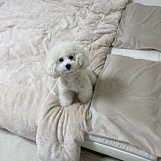 https://www.yesbedding.co.kr/data/editor/2211/thumb-092d500ad98a0d93cda6080417171028_1668359202_4218_330x330.jpg