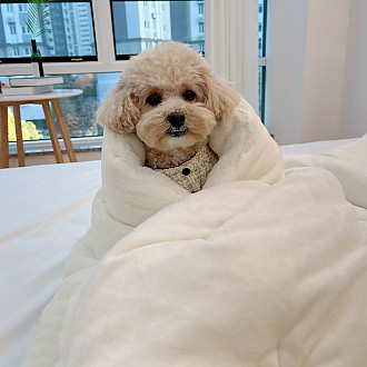 https://www.yesbedding.co.kr/data/editor/2211/thumb-0952de0ba5d4a48049dbbe78e18d8cd0_1668414299_8995_330x330.jpg