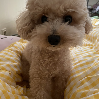 https://www.yesbedding.co.kr/data/editor/2212/thumb-158767fce35a52532f64935e804b4e2e_1671369425_678_330x330.jpg