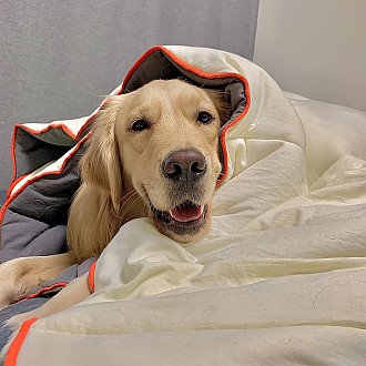 https://www.yesbedding.co.kr/data/editor/2301/thumb-71f43b405cb7c062dd004e9765f1b3e6_1673400775_1153_330x330.jpg