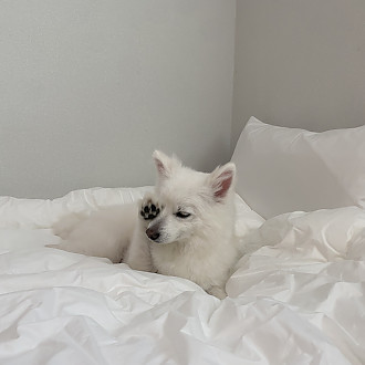 https://www.yesbedding.co.kr/data/editor/3390/thumb-3698987978_s7BKH5rh_16a0c733f93ccbab94fdc5d6be3e79b7_1646791490_3627_330x330.jpg