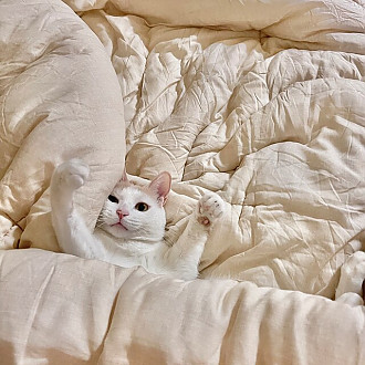 https://www.yesbedding.co.kr/data/editor/9999/thumb-262513141_J7jCYFvZ_none_330x330.jpg